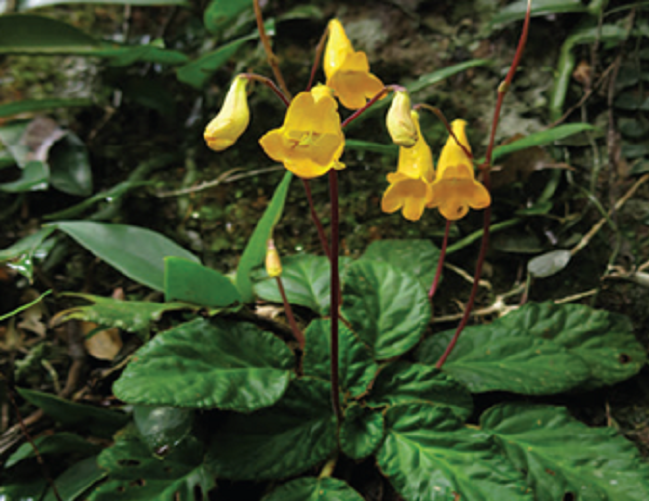 Loài tai voi mới được phát hiện tại vùng núi đá vôi Quảng Trị, Thừa Thiên Huế.