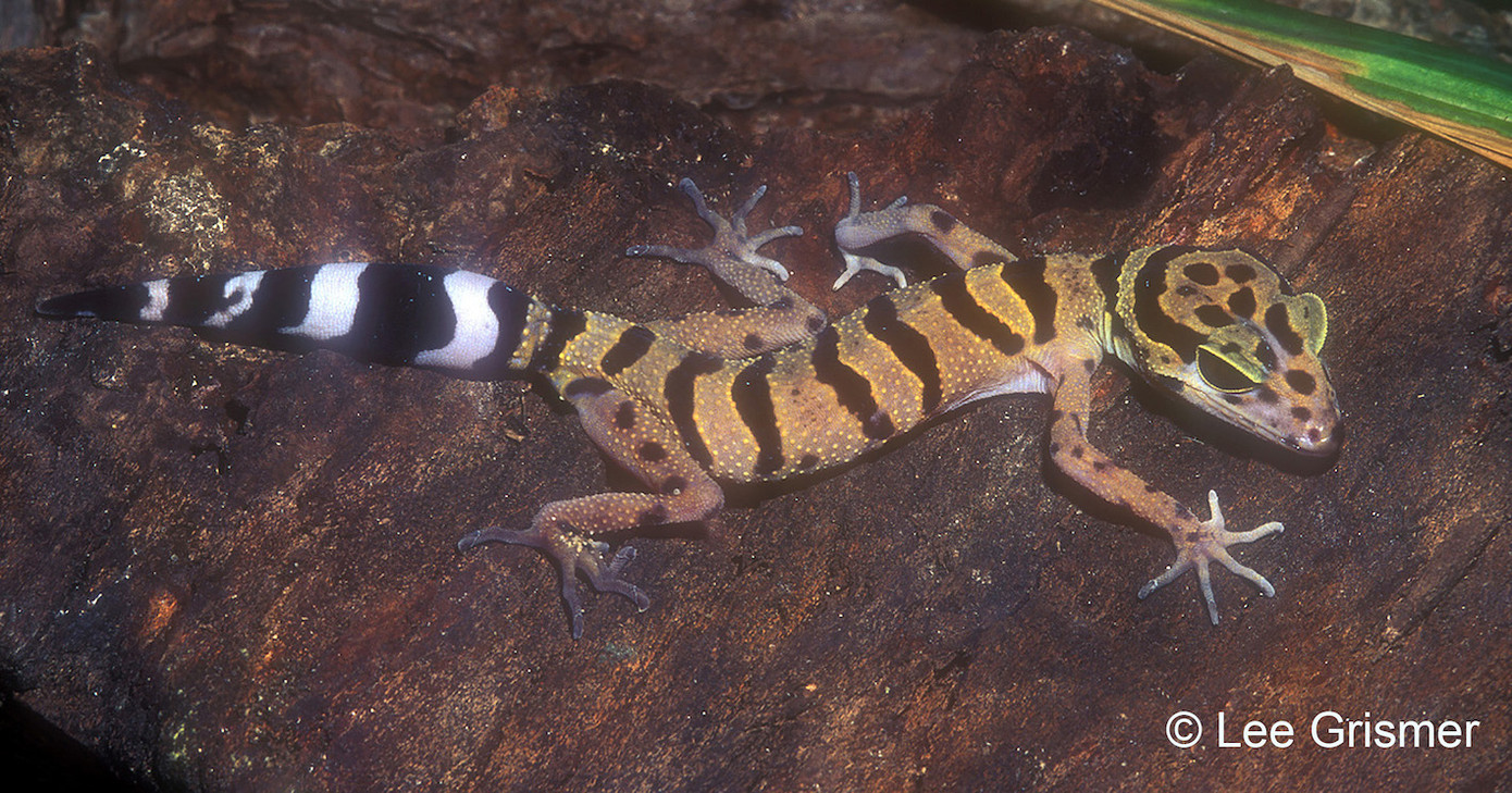 Loài Thạch sùng mí Việt Nam.