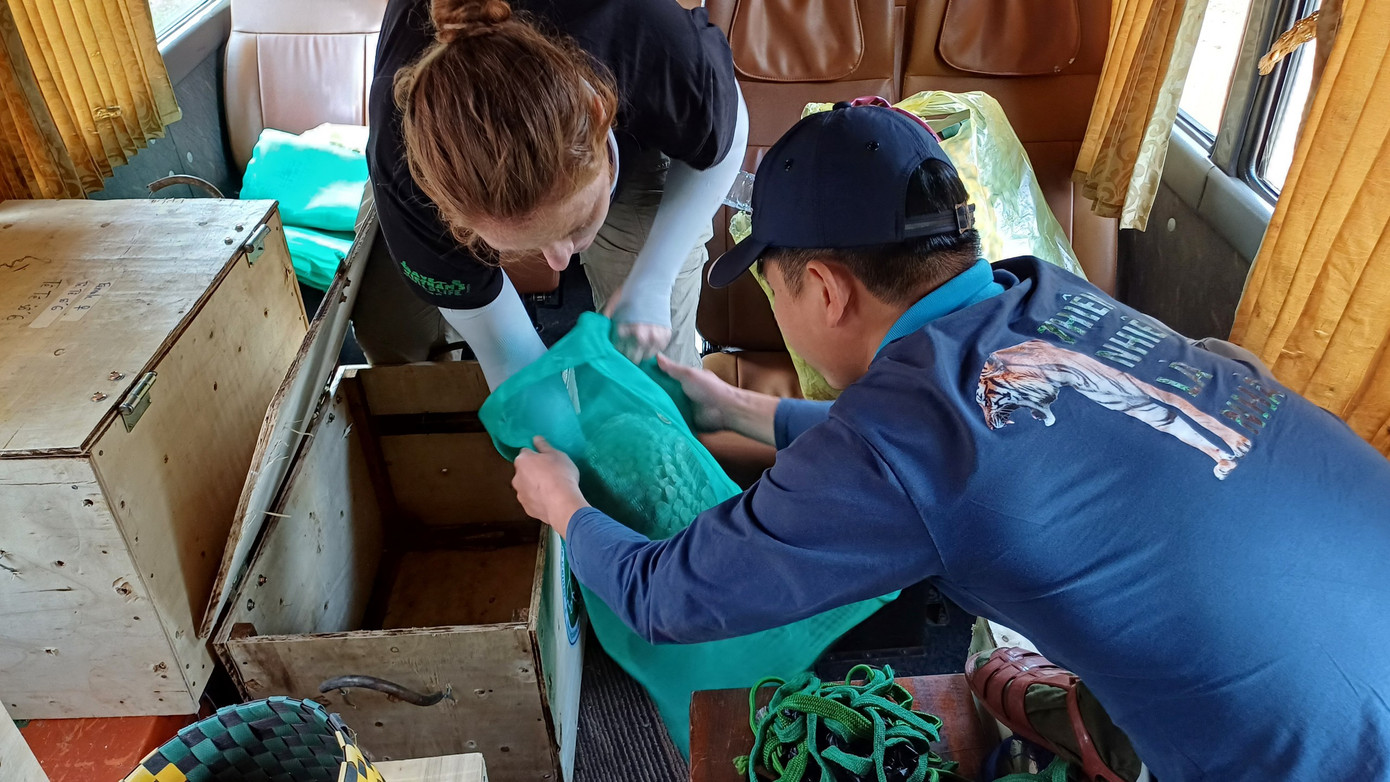 Chuẩn bị tái thả các cá thể tê tê về tự nhiên.