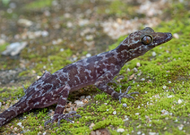 Loài tắc kè hiếm gặp được phát hiện tại lưu vực sông Giang, Khánh Hòa. Ảnh: Viện Hàn lâm Khoa học và Công nghệ Việt Nam. Loài tắc kè hiếm gặp được phát hiện tại lưu vực sông Giang, Khánh Hòa. Ảnh: Viện Hàn lâm Khoa học và Công nghệ Việt Nam.