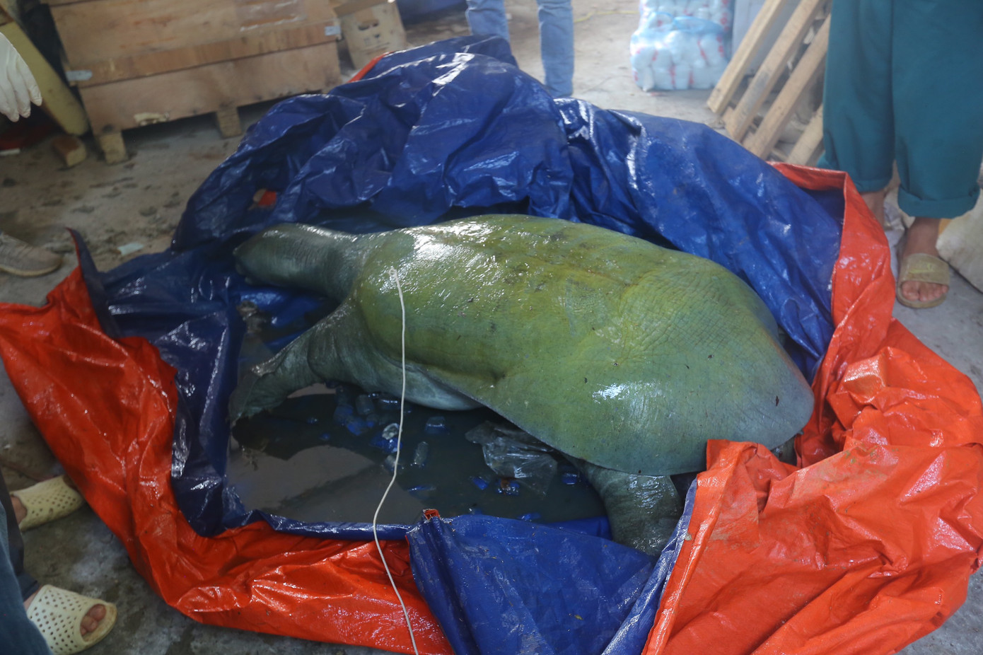 Xác cá thể rùa mai mềm khổng lồ vừa bị chết trên hồ Đồng Mô. Ảnh: Duy Phạm.