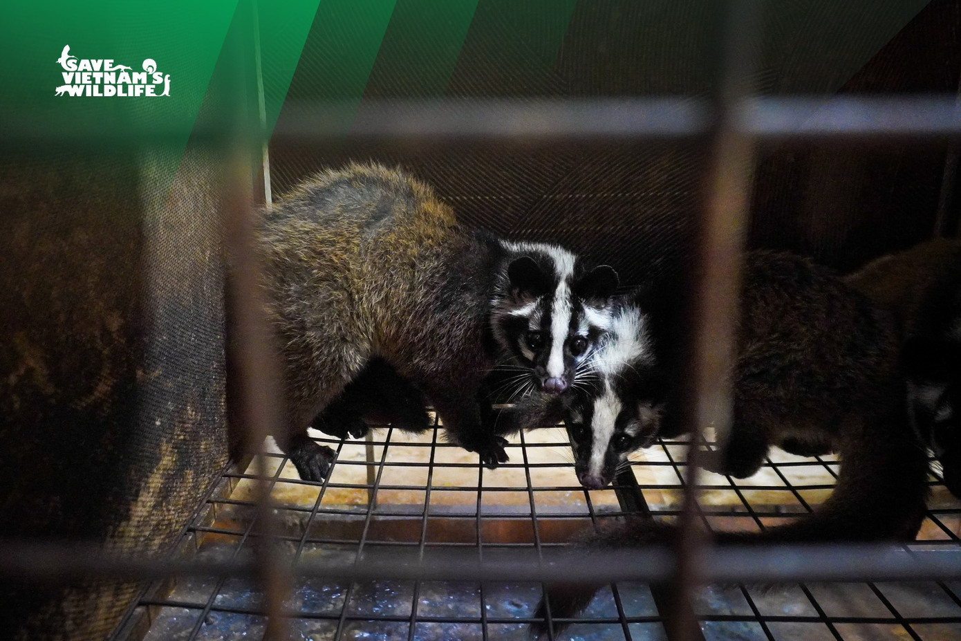 Trung tâm bảo tồn động vật hoang dã tại Việt Nam (SVW) vừa phối hợp cùng Vườn quốc gia Cúc Phương, Vườn quốc gia Pù Mát và Trung tâm Cứu hộ Động vật Hoang dã Hà Nội tiếp nhận, cứu hộ thành công 230 cá thể Cầy vòi mốc.