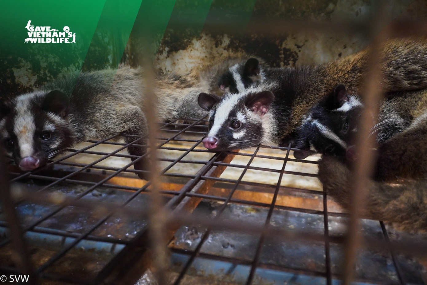 Cầy vòi mốc (Paguma larvata) là loài động vật hoang dã quý hiếm thuộc Nhóm IIB, phụ lục I (Danh mục thực vật rừng, động vật rừng nguy cấp, quý, hiếm) tại Nghị định số 84/2021/NĐ-CP, bị cấm săn bắt, nuôi nhốt và buôn bán nếu không có giấy phép hợp pháp. Hành vi vi phạm có thể bị xử lý hình sự với mức phạt từ 5 đến 12 năm tù theo quy định của pháp luật Việt Nam.