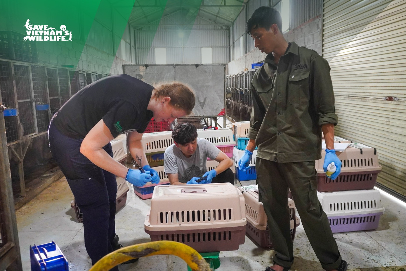 Hiện các cá thể đang được điều trị tích cực, chăm sóc y tế và cách ly phục hồi tại 3 trung tâm cứu hộ với hy vọng một ngày không xa có thể tái thả về tự nhiên.