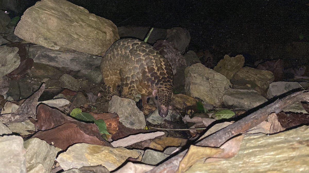 Hoạt động tái thả tê tê được thực hiện về đêm tại Vườn Quốc gia Pù Mát. Hoạt động tái thả tê tê được thực hiện về đêm tại Vườn Quốc gia Pù Mát.