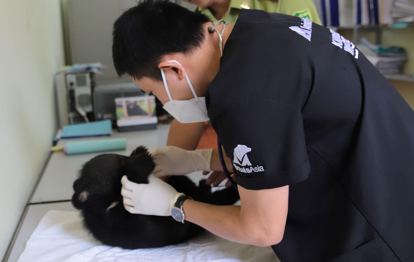 Bác sỹ thú y Lê Thái kiểm tra sức khỏe lâm sàng cho gấu Bamboo khi tiếp nhận.