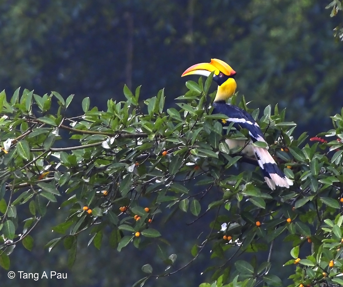Hồng hoàng cũng là một loài chim thuộc nhóm nguy cấp (EN), hiếm gặp tại Việt Nam, được ghi nhận ở Tây Bắc, Đông Bắc, Trung Bộ và Nam Bộ, trong đó ghi nhận nhiều hơn tại các tỉnh miền Nam. Loài này có kích cỡ quần thể nhỏ và bị suy giảm do mất và suy thoái sinh cảnh sống cũng như bị săn bắt quá mức làm cảnh, ước tính kích cỡ quần thể cũng chỉ còn khoảng dưới 2.500 cá thể ngoài tự nhiên.