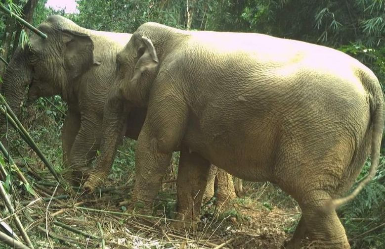 Loài Voi châu Á được ghi nhận thông qua hoạt động bẫy ảnh tại Vườn Quốc gia Vũ Quang, tỉnh Hà Tĩnh. Ảnh: WWF.