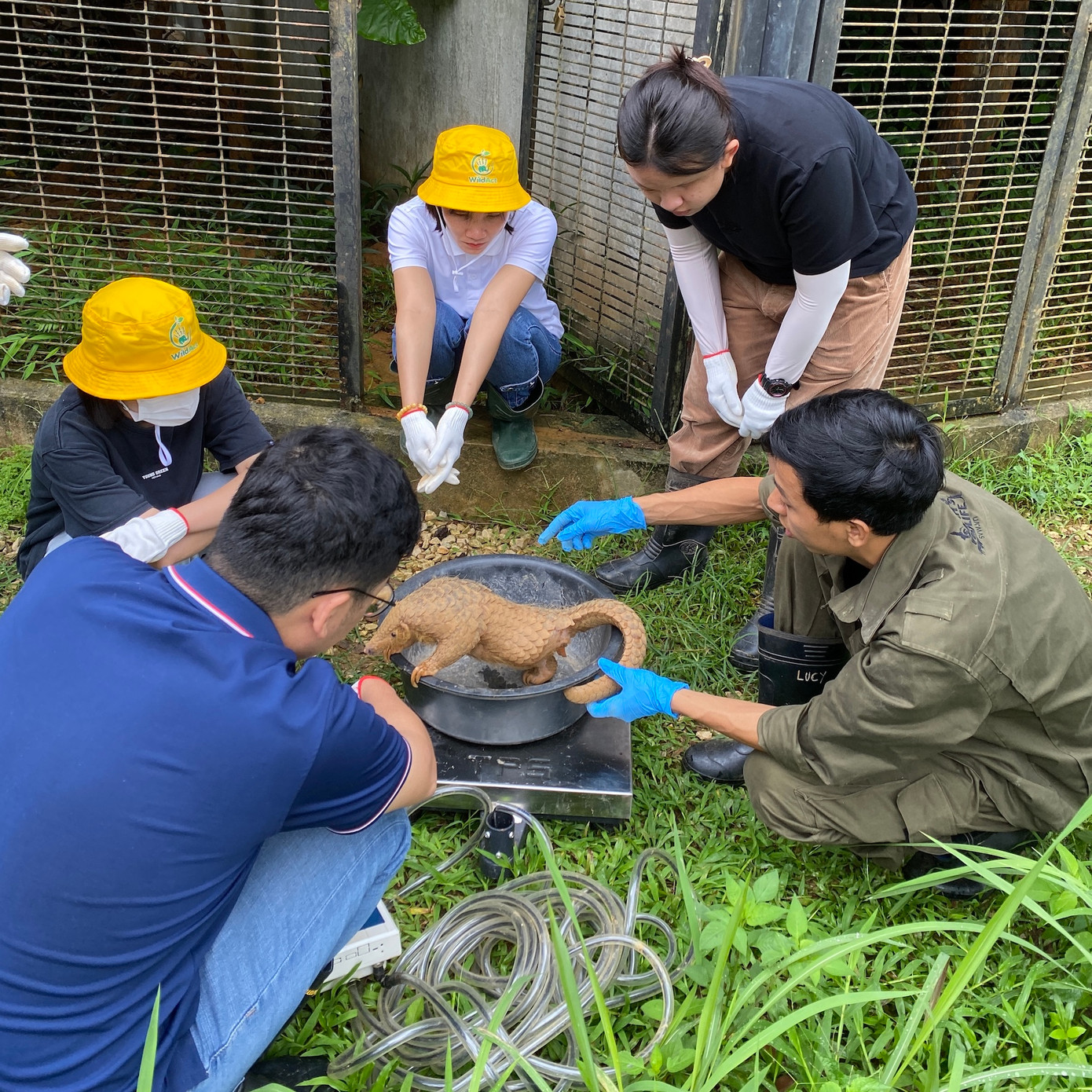 Học viên tham gia hoạt động chăm sóc tê tê. Ảnh: BTC.