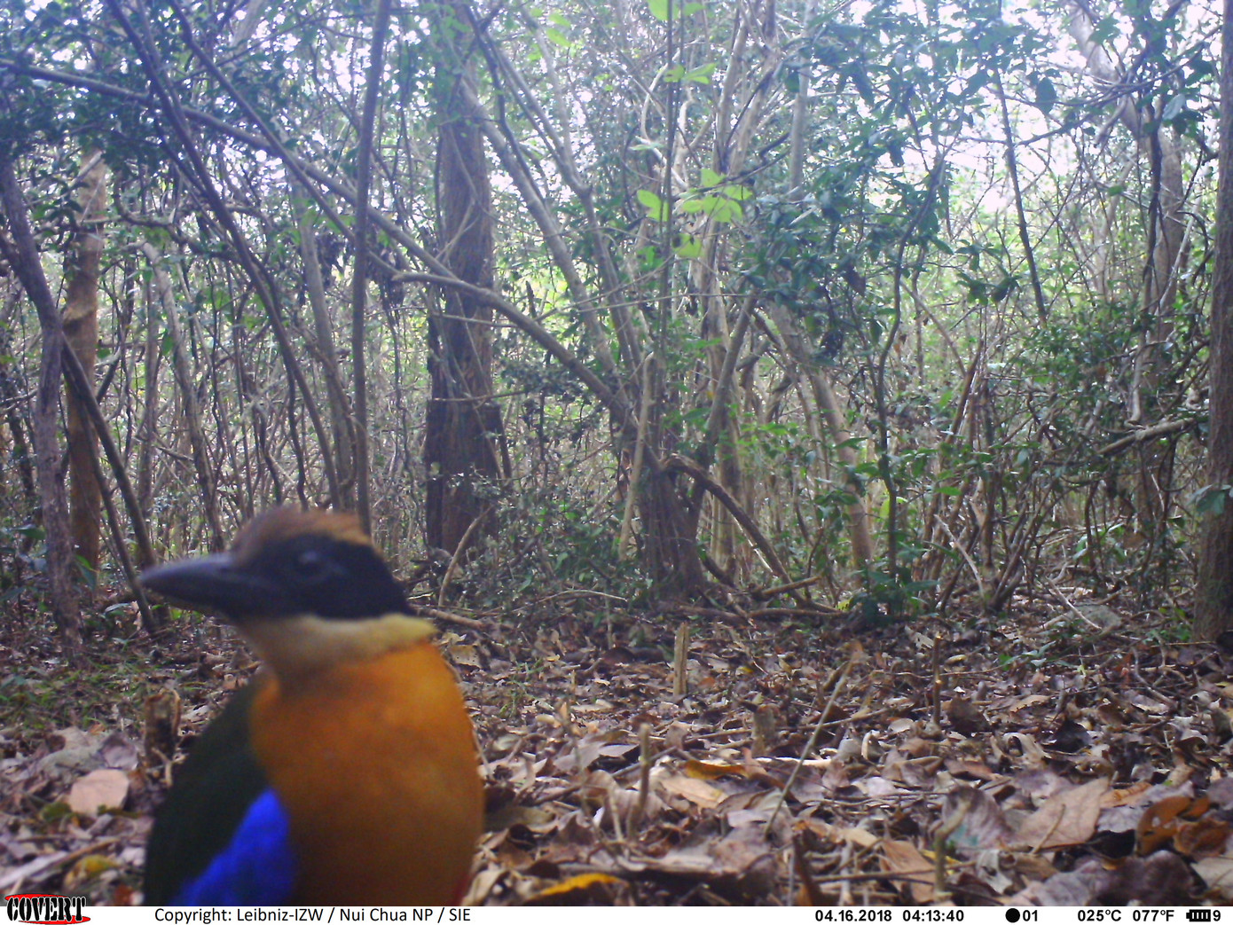 Loài Đuôi cụt cánh xanh được ghi nhận bằng bẫy ảnh. Loài Đuôi cụt cánh xanh được ghi nhận bằng bẫy ảnh.