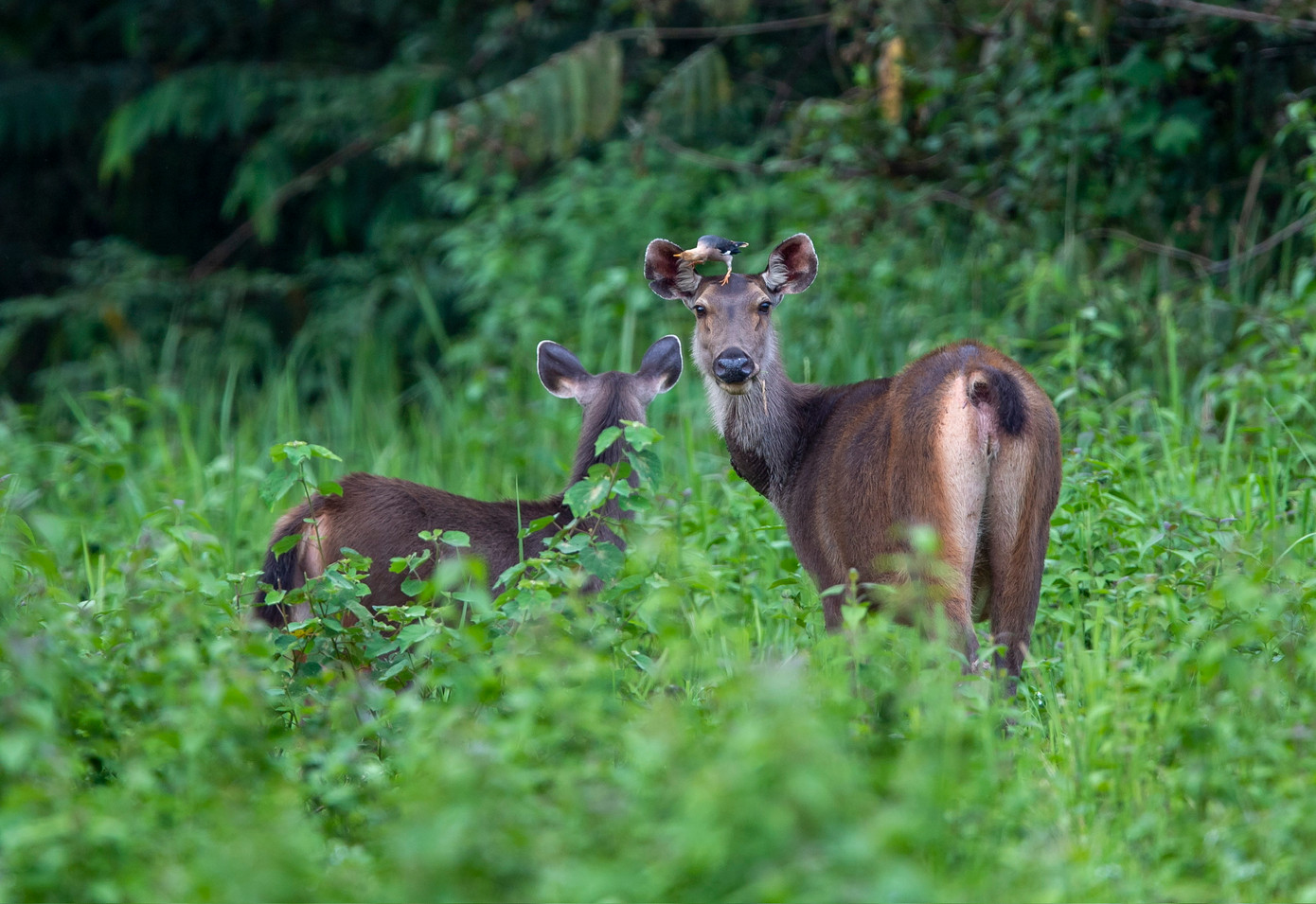 Hai cá thể nai được ghi nhận trong tự nhiên. Hai cá thể nai được ghi nhận trong tự nhiên.