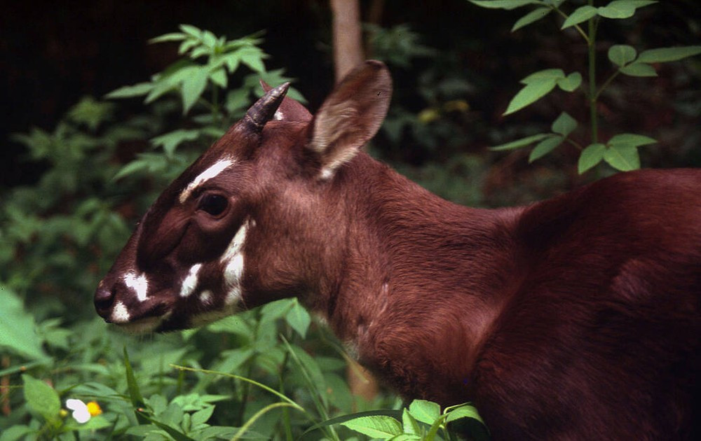 Hình ảnh hiếm hoi của Sao la ghi nhận ngoài tự nhiên. Ảnh: WWF.