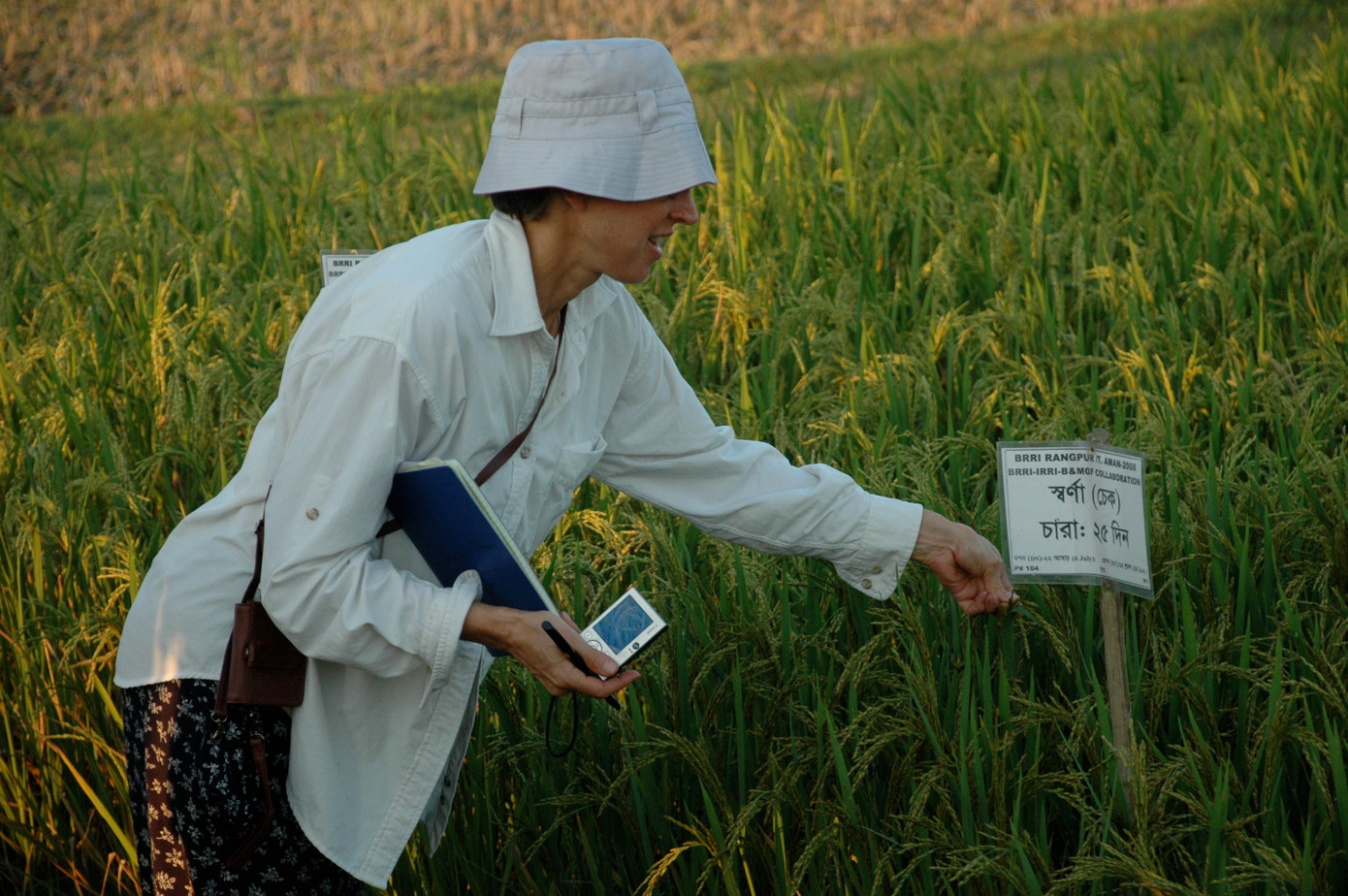 GS Ronald trên cánh đồng được trồng bởi giống lúa chống ngập do bà và các cộng sự nghiên cứu. GS Ronald trên cánh đồng được trồng bởi giống lúa chống ngập do bà và các cộng sự nghiên cứu.