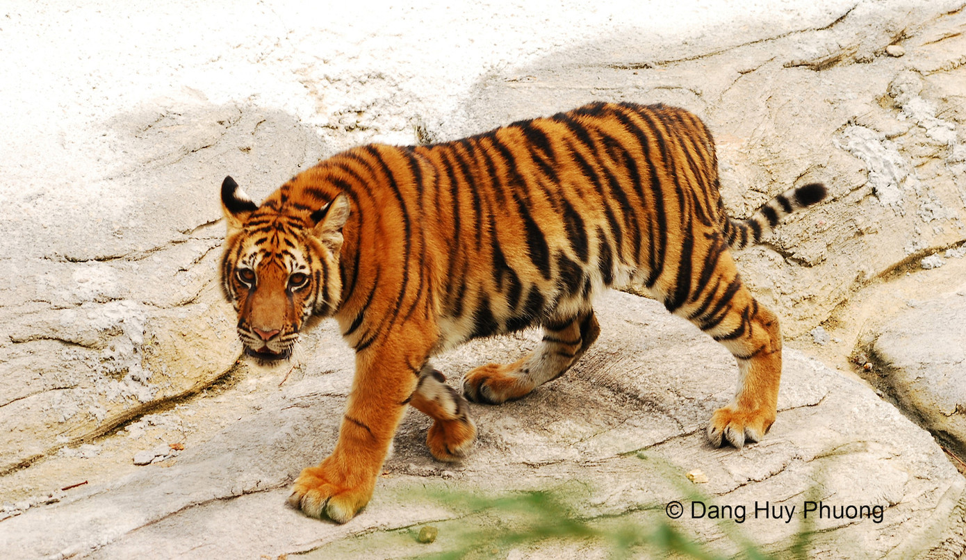 Hình ảnh loài Hổ trong Danh lục đỏ Việt Nam 2024. Hình ảnh loài Hổ trong Danh lục đỏ Việt Nam 2024.