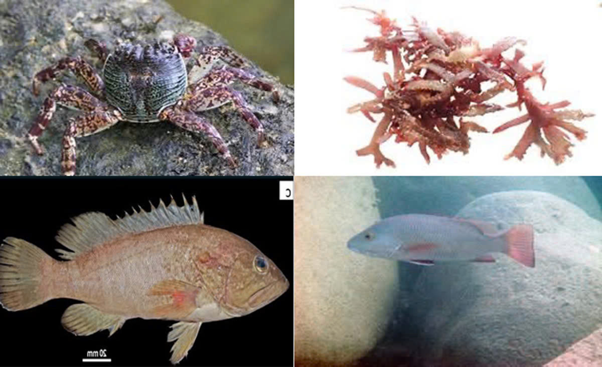 Phát hiện nhiều loài động thực vật quý hiếm tại khu vực bãi triều rạn đá Hải Vân - Sơn Chà, thành phố Huế.