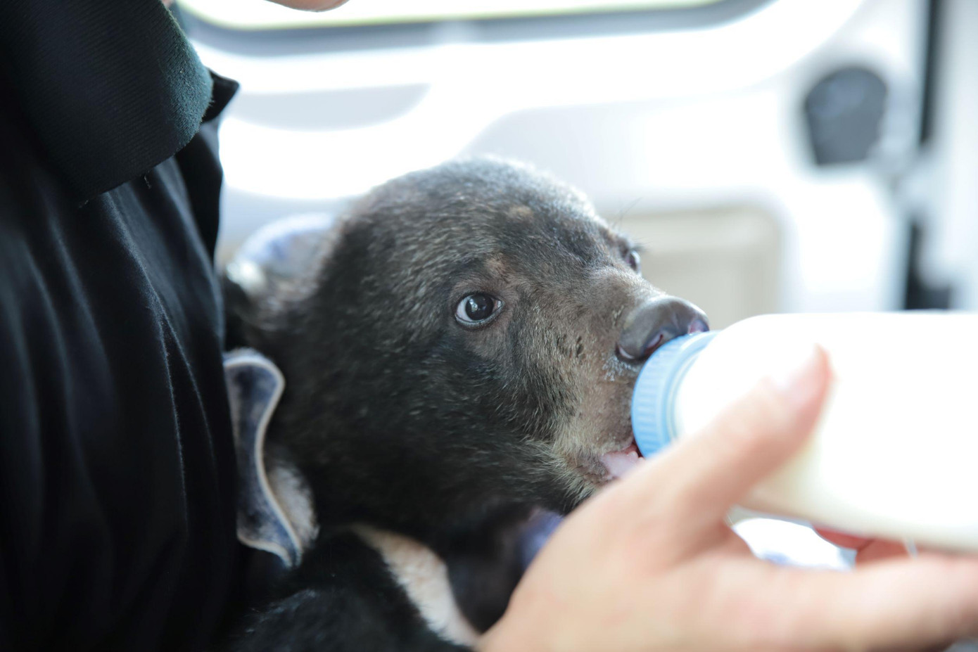 Do bị tách mẹ từ nhỏ nên Bamboo rất dễ căng thẳng, hoảng loạn và sợ hãi. Vì vậy, cá thể này được chăm sóc theo chế độ đặc biệt của gấu con với nhân viên chăm sóc 24/7, mỗi ngày uống khoảng 750 ml sữa công thức, chia làm 5 cữ, kết hợp với một số hoa quả mềm như chuối, táo, lê băm nhỏ. Thức ăn cũng như các dụng cụ đựng dành cho gấu phải được rửa sạch.