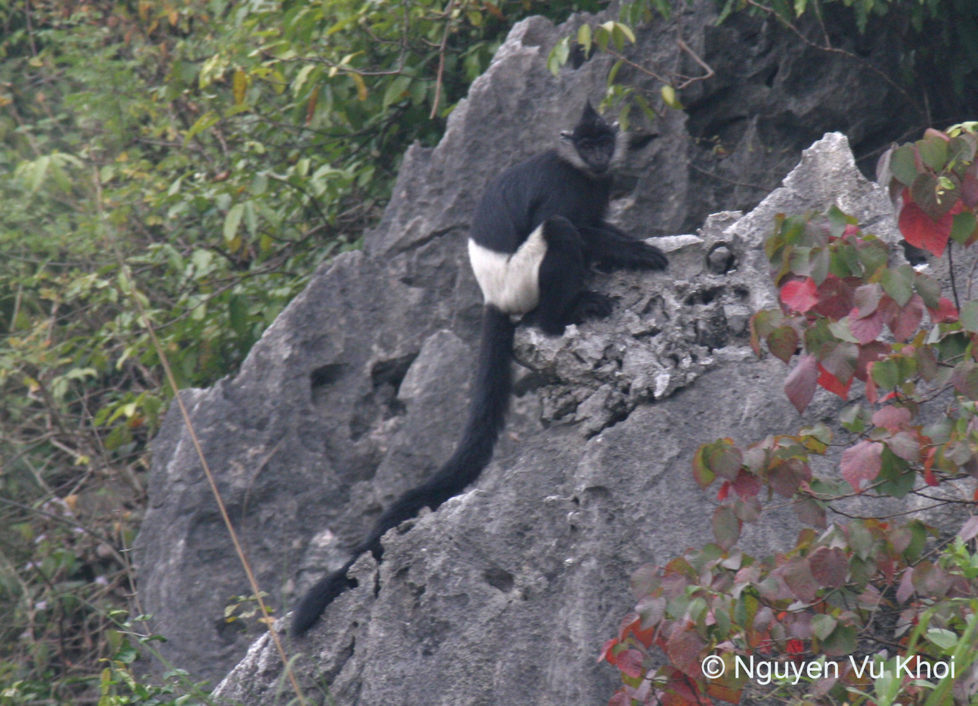 Loài Voọc mông trắng.