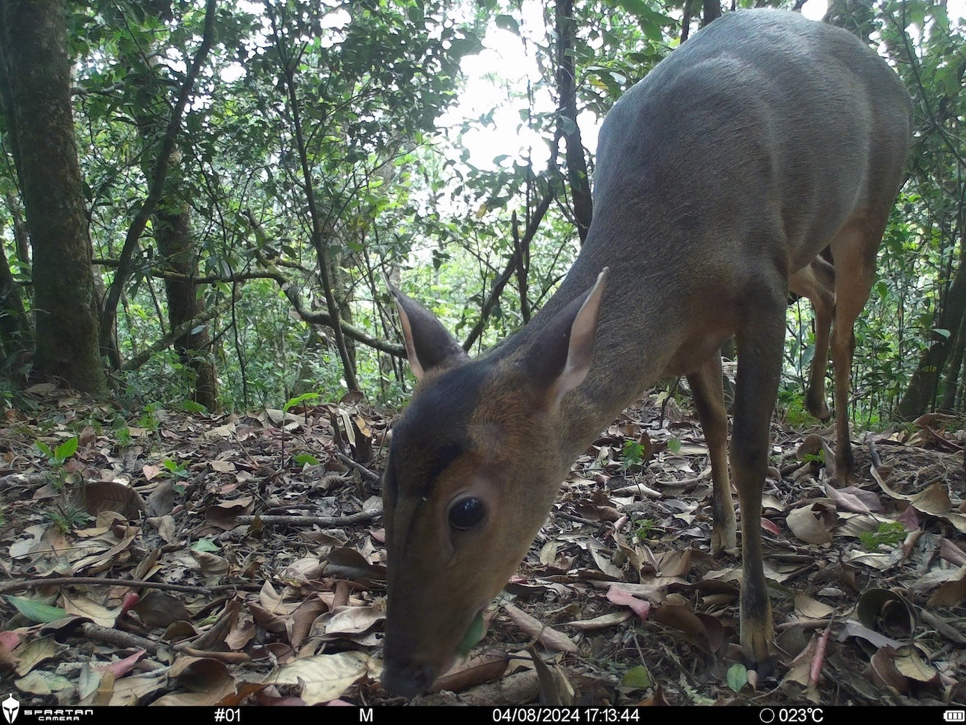 Loài Mang lớn được ghi nhận tại VQG Vũ Quang, Hà Tĩnh trong hành trình tìm kiếm loài Sao la. Ảnh: WWF Việt Nam.