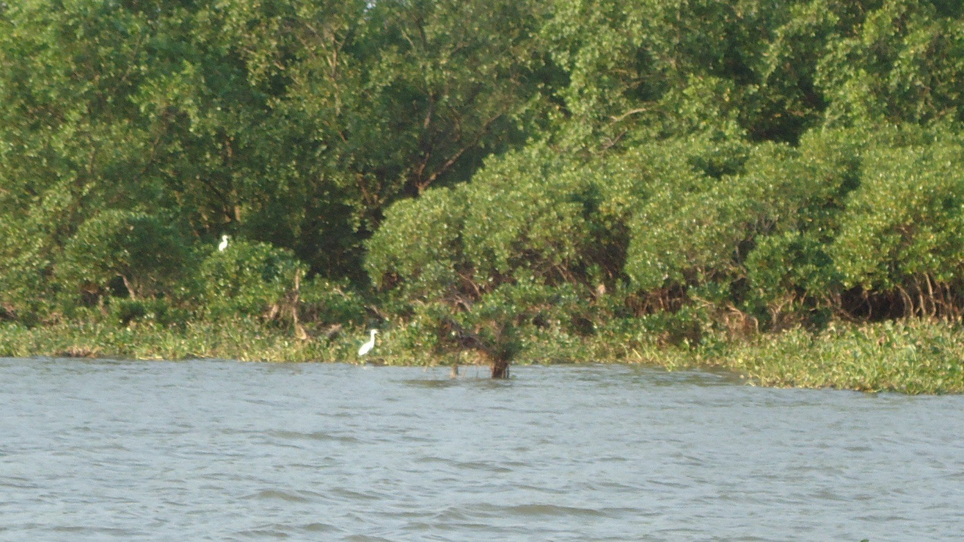Một phần Khu bảo tồn thiên nhiên đất ngập nước Tiền Hải. (Ảnh: TL)