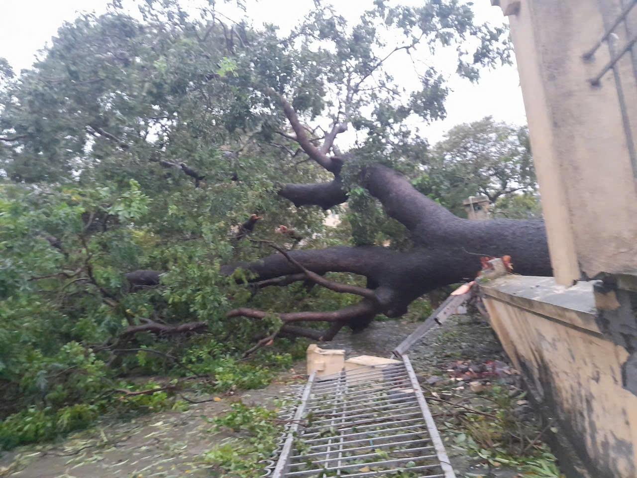 Theo lãnh đạo Sở GD&amp;ĐT Hà Nội, qua báo cáo nhanh của Phòng GD&amp;ĐT các quận huyện, các trường THPT cho thấy, trường học cũng chịu tác động nặng nề sau bão. Trong đó, nhiều nhất là cây xanh bị bật gốc, một số trường bị tốc mái tôn, một số trường đổ tường rào. Trong ảnh: Một cây cổ thụ bật gốc đè đổ tường trường học ở huyện Thanh Oai (Hà Nội).