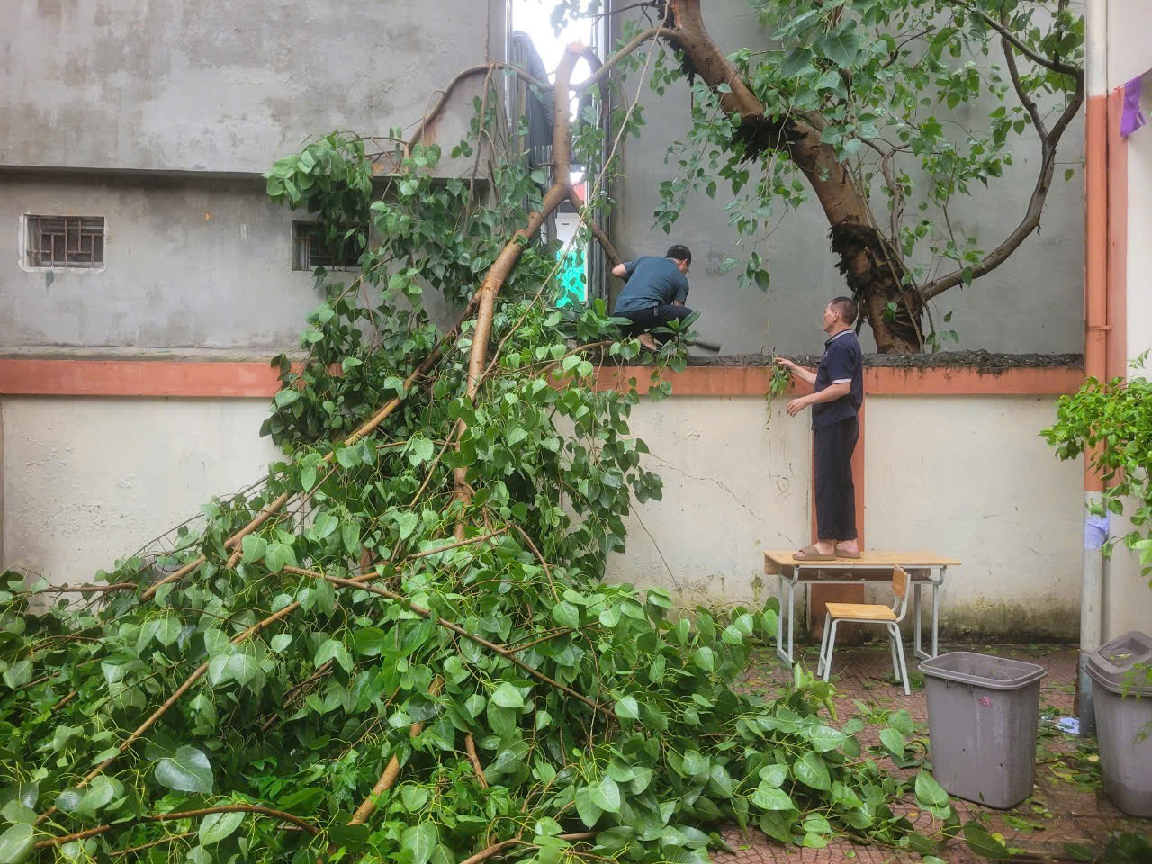 Theo lãnh đạo Sở GD&amp;ĐT Hà Nội, qua báo cáo nhanh của Phòng GD&amp;ĐT các quận huyện, các trường THPT cho thấy, trường học cũng chịu tác động nặng nề sau bão. Trong đó, nhiều nhất là cây xanh bị bật gốc, một số trường bị tốc mái tôn, một số trường đổ tường rào. Trong ảnh: Một cây cổ thụ bật gốc đè đổ tường trường học ở huyện Thanh Oai (Hà Nội).