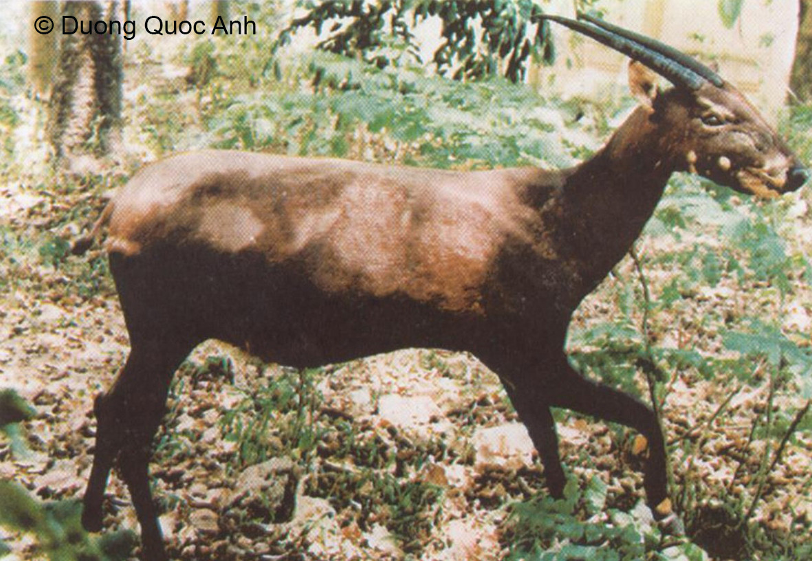 Hình ảnh Sao la hiếm hoi được ghi nhận ngoài tự nhiên. Hình ảnh Sao la hiếm hoi được ghi nhận ngoài tự nhiên.