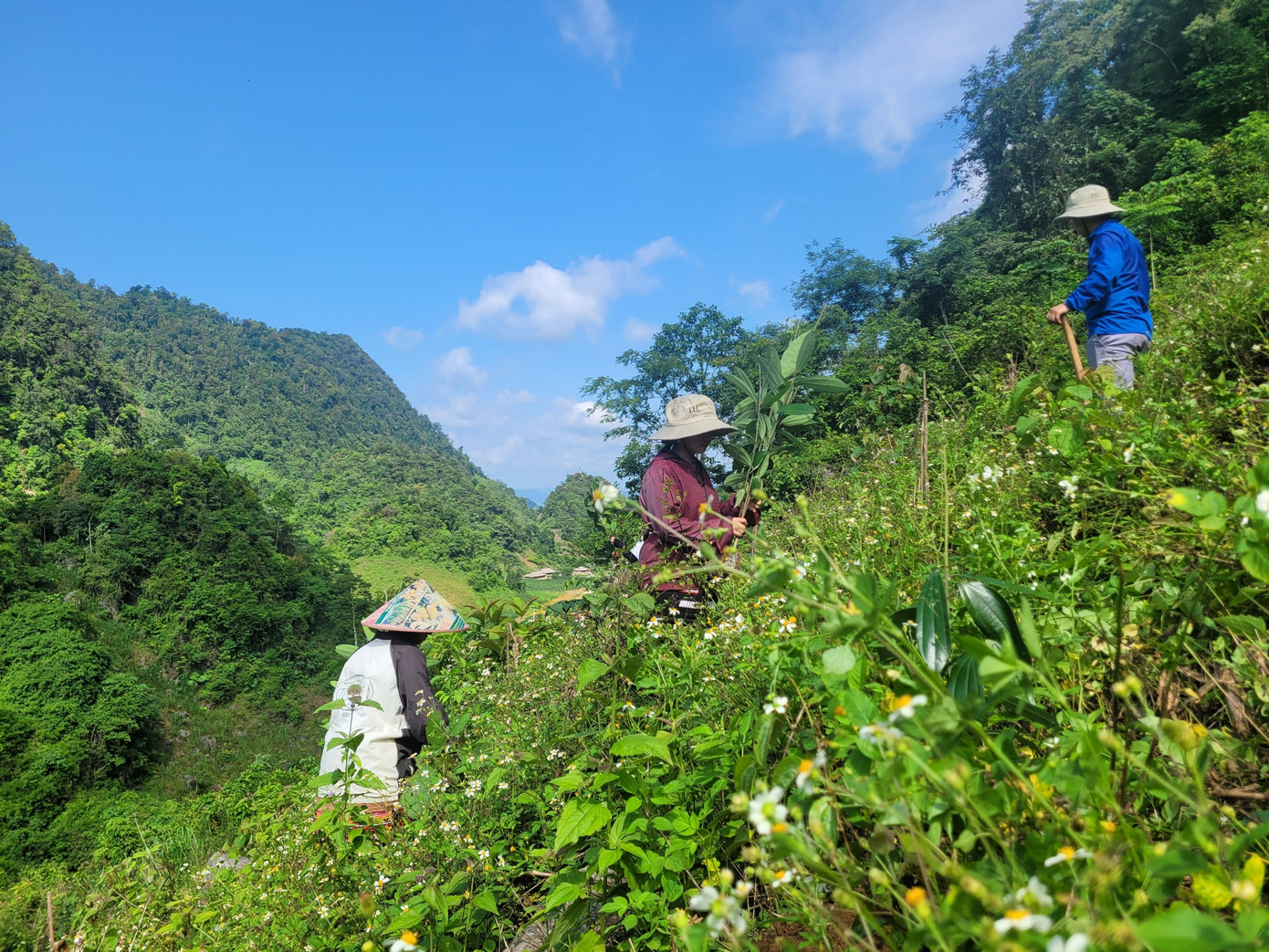 Trong sáng 2/6, khoảng 25ha rừng đã được phục hồi ở Hoà Bình và Sơn La. Ảnh: Pannature. Trong sáng 2/6, khoảng 25ha rừng đã được phục hồi ở Hoà Bình và Sơn La. Ảnh: Pannature.