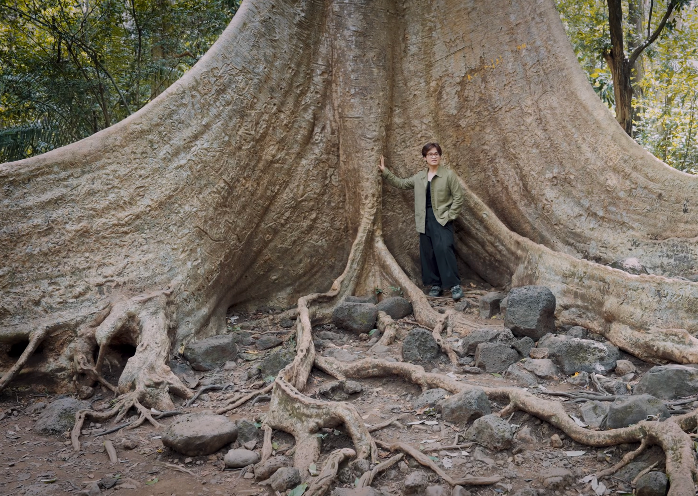 Ca sĩ Hà Anh Tuấn bên gốc cây Tung cổ thụ, một trong những báu vật của Vườn Quốc gia Cát Tiên. Ảnh cắt từ màn hình video.