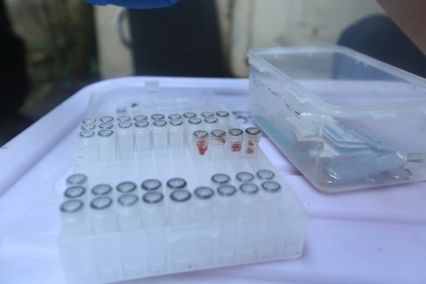 Các nhà khoa học chuẩn bị phương tiện để thu thập mẫu vật cá thể rùa vừa chết trước khi đưa vào phòng bảo quản lạnh sâu. Các nhà khoa học chuẩn bị phương tiện để thu thập mẫu vật cá thể rùa vừa chết trước khi đưa vào phòng bảo quản lạnh sâu.