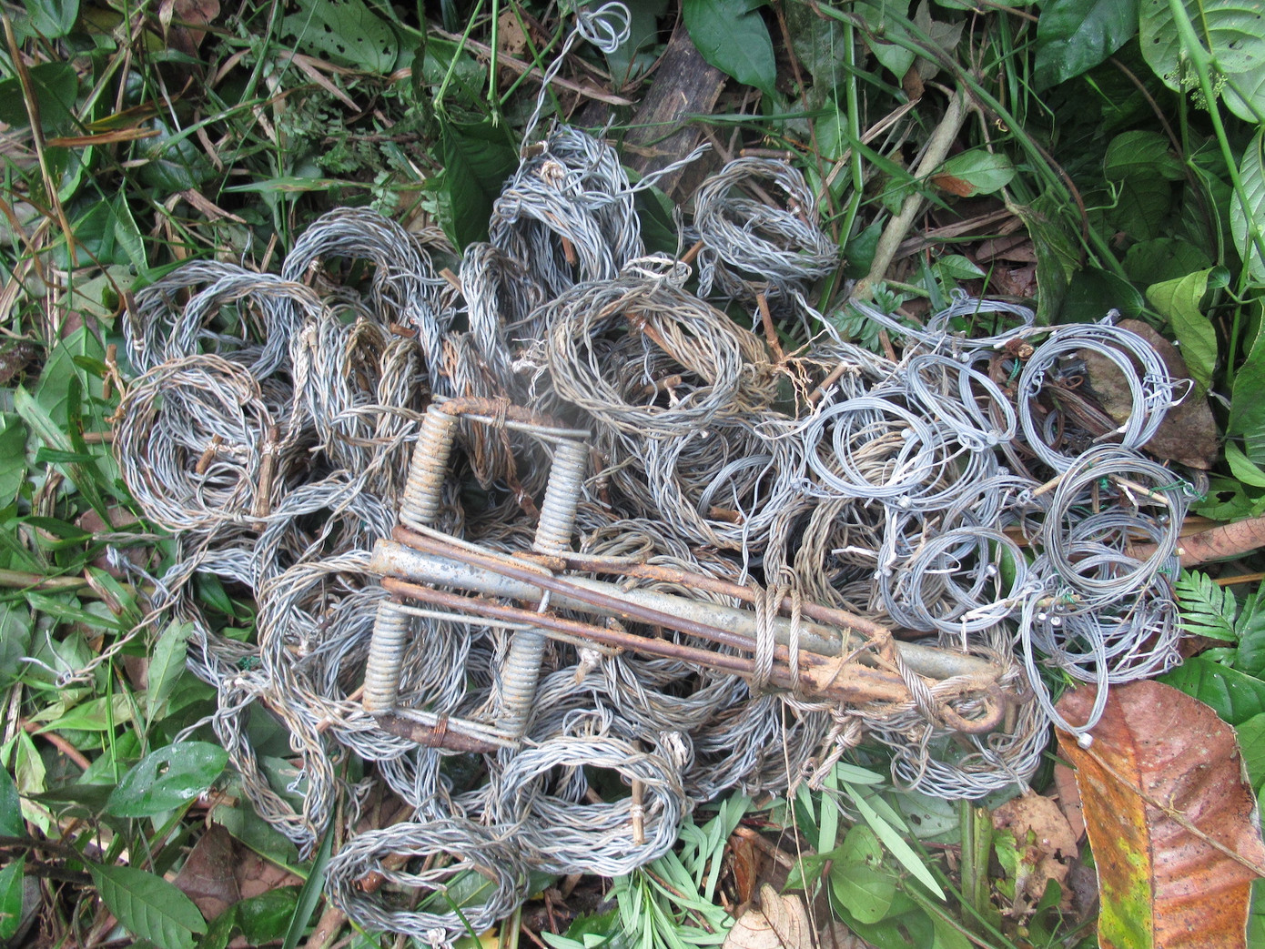 Bẫy dây được tháo gỡ tại Khu bảo tồn Sao La ở Thừa Thiên Huế và Quảng Nam. Ảnh: WWF - Việt Nam. Bẫy dây được tháo gỡ tại Khu bảo tồn Sao La ở Thừa Thiên Huế và Quảng Nam. Ảnh: WWF - Việt Nam.