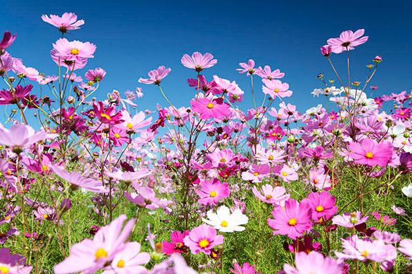 Hoa cúc sao nhái là một trong những loại hạt giống được lựa chon gửi lên Trạm Vũ trụ ISS.