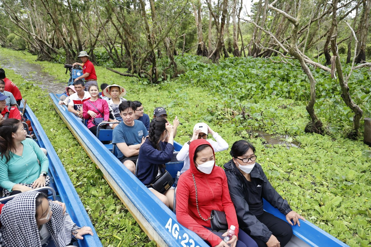 Rừng tràm Trà Sư là địa điểm tham quan nổi tiếng của tỉnh An Giang. Ảnh: Minh Châu. Rừng tràm Trà Sư là địa điểm tham quan nổi tiếng của tỉnh An Giang. Ảnh: Minh Châu.