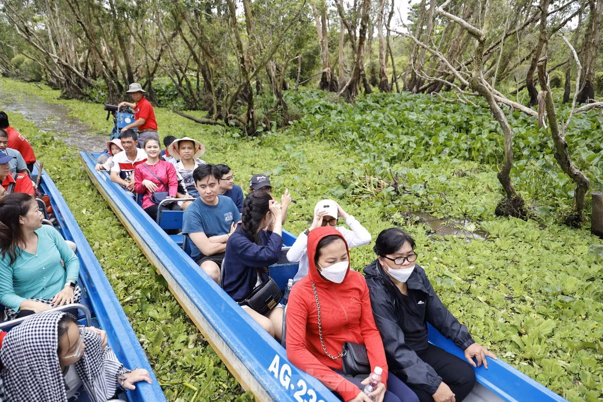 Rừng tràm Trà Sư là địa điểm tham quan nổi tiếng của tỉnh An Giang. Ảnh: Minh Châu.