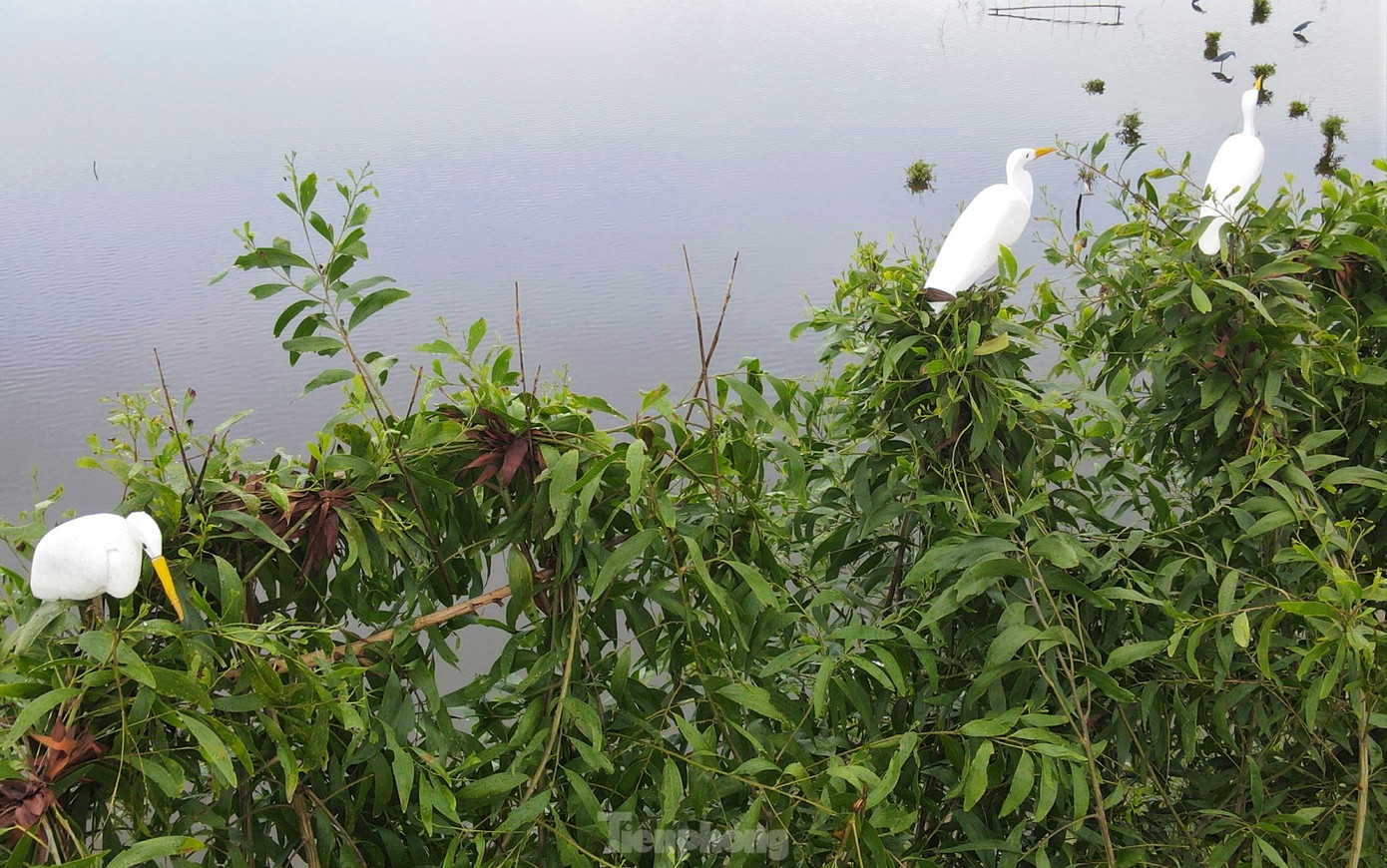 Tại Hà Tĩnh, thợ săn bắt dựng bẫy chim giả để thu hút và săn bắt các loài chim hoang dã. Ảnh: Phạm Trường.