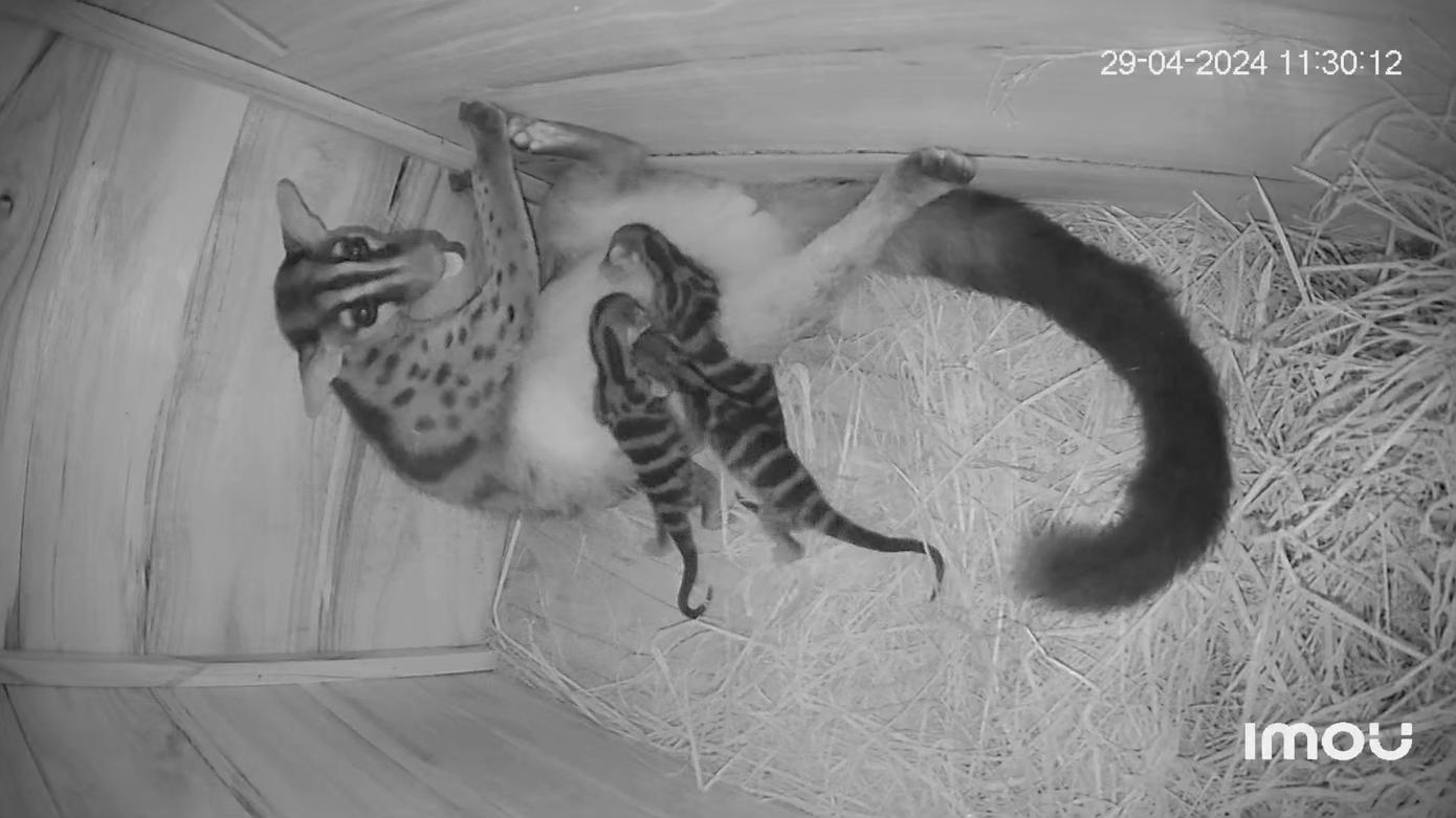 Lần đầu tiên, 10 cá thể cầy vằn được sinh sản thành công trong môi trường bảo tồn ở Việt Nam. Lần đầu tiên, 10 cá thể cầy vằn được sinh sản thành công trong môi trường bảo tồn ở Việt Nam.