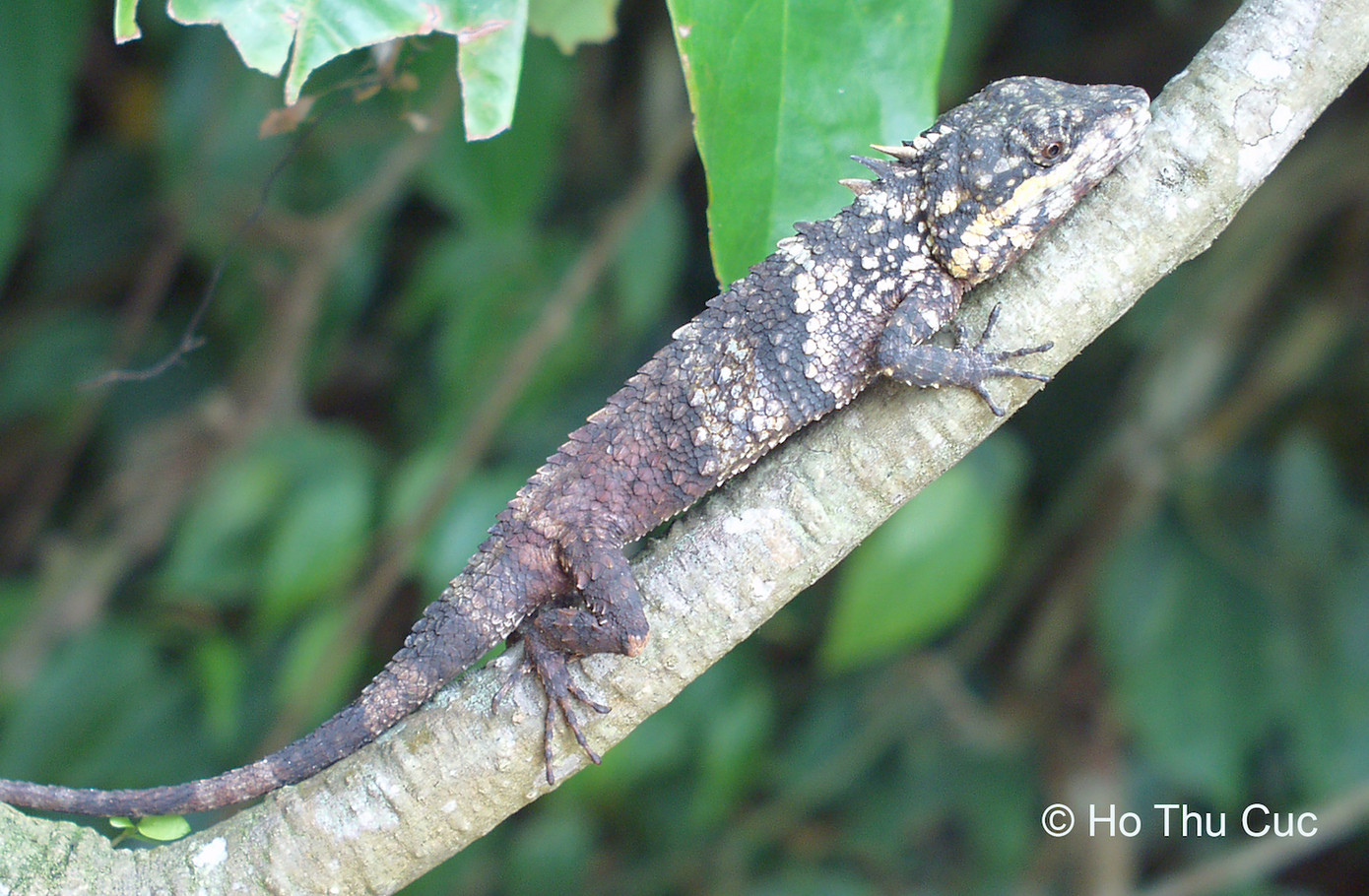 Loài Nhông Kon Tum.