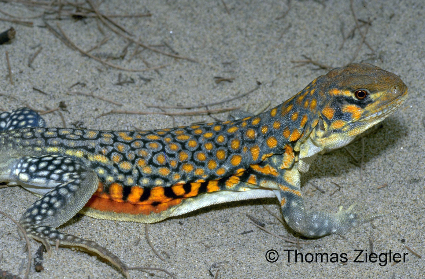 Loài Nhông cát ri-vơ