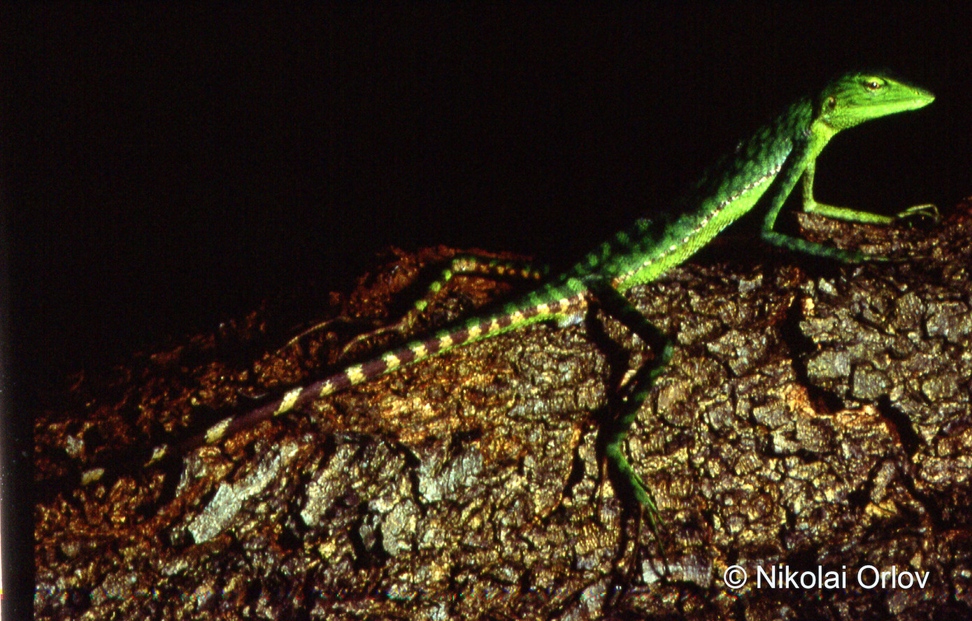Loài Nhông đuôi dài Việt Nam.