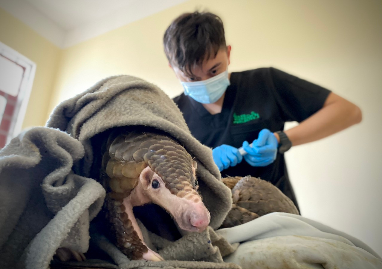 Các bác sỹ thú y của SVW chăm sóc cho cá thể tê tê trong đợt cứu hộ tháng 10/2023. Các bác sỹ thú y của SVW chăm sóc cho cá thể tê tê trong đợt cứu hộ tháng 10/2023.