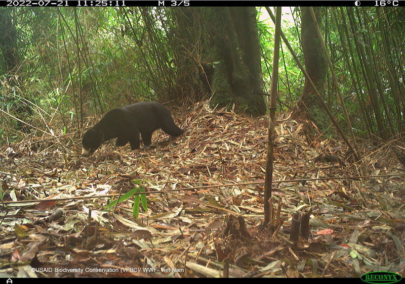 Một cá thể gấu chó được ghi nhận tại rừng phòng hộ Tây Giang. Từng là loài có phạm vi phân bố rộng ở Việt Nam, đến nay số lượng cá thể gấu chó ngoài tự nhiên rất hiếm, phạm vi phân bố cũng thu hẹp nhiều.