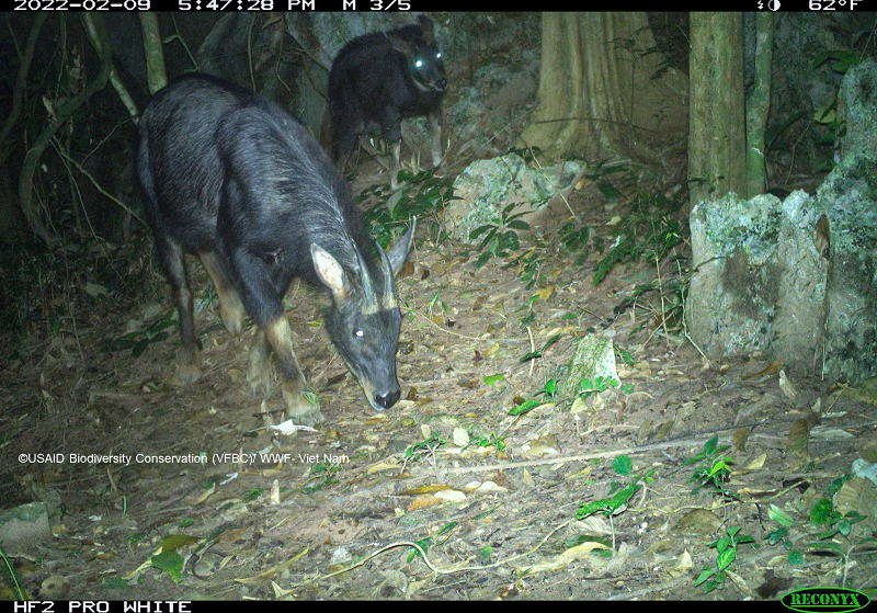 Bẫy ảnh ghi nhận được cá thể Sơn Dương tại VQG Phong Nha - Kẻ Bàng. Đây là loài sắp nguy cấp, quý hiếm với số lượng ngoài tự nhiên không nhiều và bị suy giảm theo thời gian.