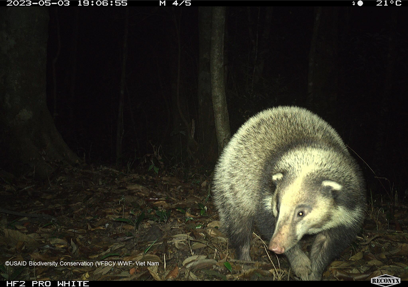 Một cá thể lửng lợn được ghi nhận. Đây là sắp nguy cấp theo sách đỏ thế giới.