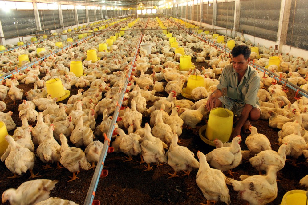 Các dự án chăn nuôi có quy mô từ 1000-2999 đơn vị vật nuôi sẽ không phải nộp báo cáo đánh giá tác động môi trường lên Bộ Tài nguyên và Môi trường. Các dự án chăn nuôi có quy mô từ 1000-2999 đơn vị vật nuôi sẽ không phải nộp báo cáo đánh giá tác động môi trường lên Bộ Tài nguyên và Môi trường.