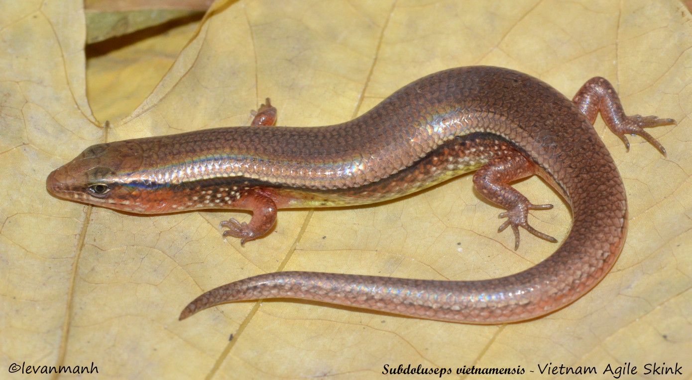 Quá trình nghiên cứu, các nhà khoa học cũng tìm thấy Subdoluseps vietnamensis, một loài thằn lằn bóng được phát hiện ở các khu rừng quanh các rừng keo và đồn điền cao su ở tỉnh Bà Rịa - Vũng Tàu và tỉnh Bình Thuận, miền Nam Việt Nam. Nhờ khả năng đào hang dưới cát, loài này có thể tránh được những kẻ săn mồi và các đám cháy. Quá trình nghiên cứu, các nhà khoa học cũng tìm thấy Subdoluseps vietnamensis, một loài thằn lằn bóng được phát hiện ở các khu rừng quanh các rừng keo và đồn điền cao su ở tỉnh Bà Rịa - Vũng Tàu và tỉnh Bình Thuận, miền Nam Việt Nam. Nhờ khả năng đào hang dưới cát, loài này có thể tránh được những kẻ săn mồi và các đám cháy.