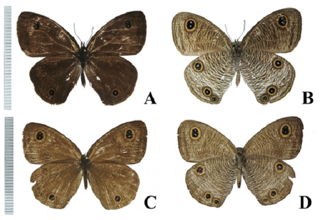 Loài bướm mắt rắn vừa được phát hiện tại một số khu vực ở Việt Nam và phía nam Trung Quốc.