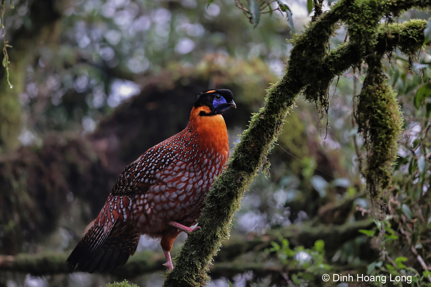 Gà lôi tía thuộc nhóm cực kỳ nguy cấp (CR) tại Việt Nam khi chỉ còn ghi nhận tại Vườn Quốc gia Hoàng Liên (Lào Cai) với số lượng ngoài tự nhiên ước tính chỉ còn dưới 250 cá thể. Trên thế giới, loài chim rực rỡ này còn được ghi nhận ở Ấn Độ, Trung Quốc, Myanmar. Các nhà khoa học cho rằng, sinh cảnh sống của loài bị suy thoái nghiêm trọng do xâm lấn đất rừng, khai thác lâm sản và phát triển du lịch.