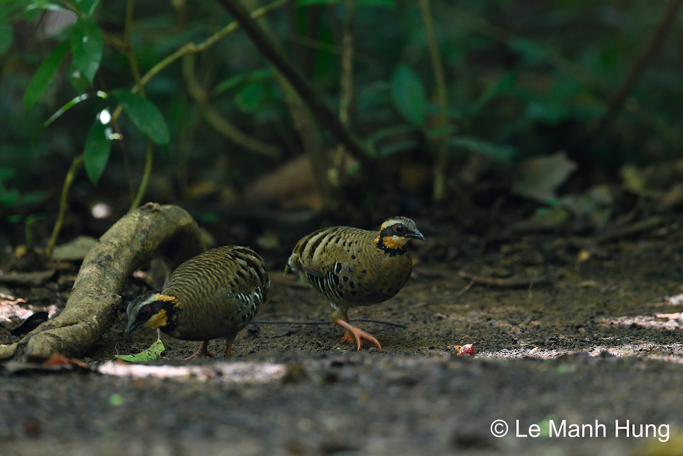 Gà so cổ hung được ghi nhận tại các tỉnh Đồng Nai, Lâm Đồng, Bình Phước của Việt Nam và một phần biên giới giáp với tỉnh Mondukiri của Campuchia. Do sinh cảnh sống bị suy thoái vì mất rừng các hoạt động canh tác nông nghiệp, số lượng loài đang suy giảm nghiêm trọng trong tự nhiên, xếp loại nguy cấp (EN) trong Danh lục đỏ Việt Nam. Loài này cũng bị săn bắt làm thực phẩm.