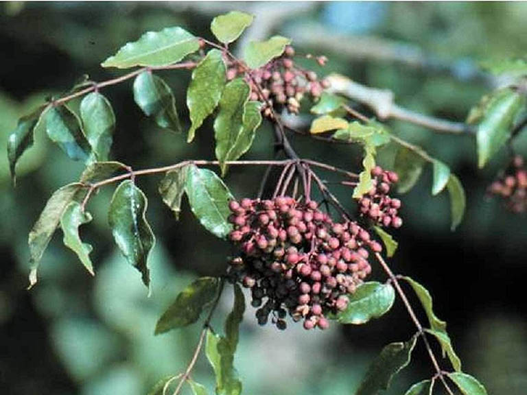 Các nhà khoa học tìm ra nhiều hoạt chất có khả năng năng kháng nấm, kháng khuyến, gây độc tế bào ung thư từ nhiều bộ phận của cây mắc khén.