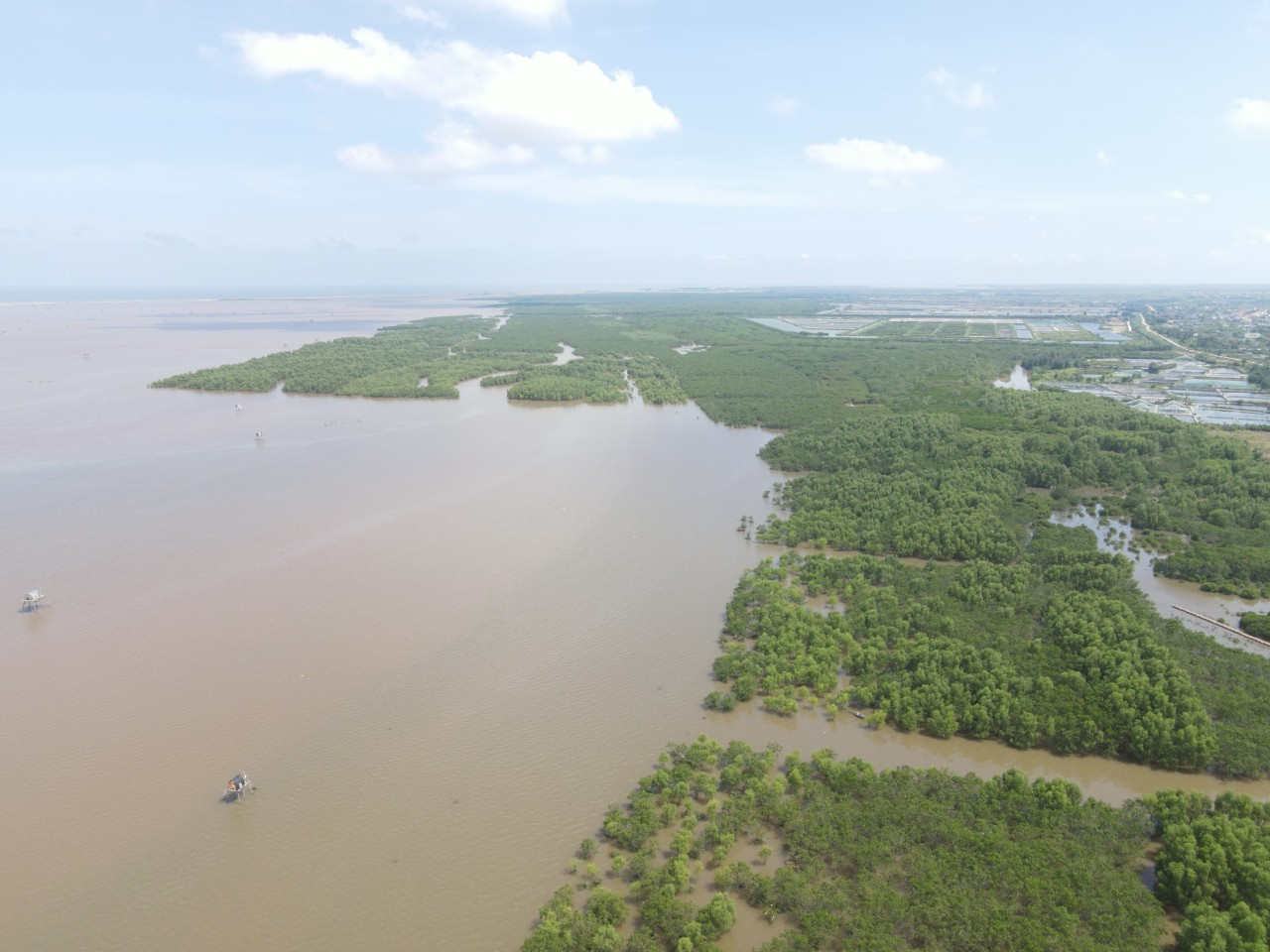 Một phần diện tích rừng ngập mặn tại xã Nam Thịnh, huyện Tiền Hải, tỉnh Thái Bình. Ảnh: Trường Hùng.