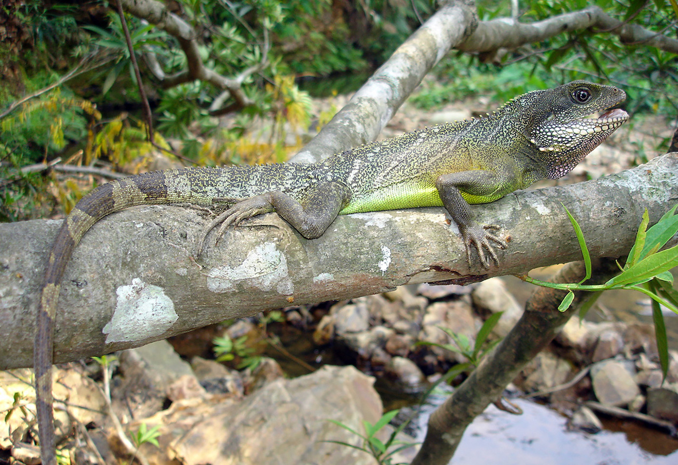 Loài Rồng đất.